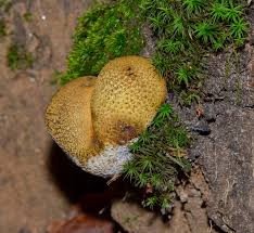 Attēlu rezultāti vaicājumam “Scleroderma citrinum”