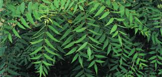 Attēlu rezultāti vaicājumam “Juglans x sinensis”