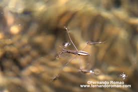 Attēlu rezultāti vaicājumam “Aquarius najas”