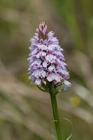 Attēlu rezultāti vaicājumam “Dactylorhiza maculata”