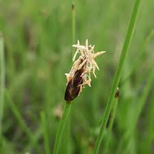 Attēlu rezultāti vaicājumam “Eleocharis quinqueflora”