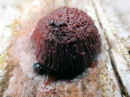 Attēlu rezultāti vaicājumam “Symphytocarpus flaccidus”