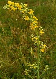 Attēlu rezultāti vaicājumam “Verbascum densiflorum bud”