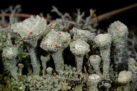 Attēlu rezultāti vaicājumam “Cladonia botrytes”