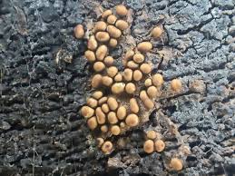 Attēlu rezultāti vaicājumam “Trichia contorta”