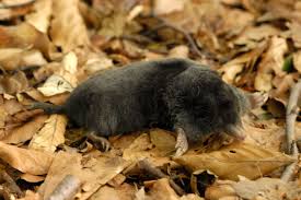 Attēlu rezultāti vaicājumam “Talpa europaea”