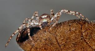 Attēlu rezultāti vaicājumam “Philodromus margaritatus”