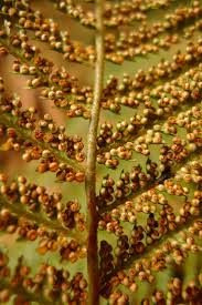 Attēlu rezultāti vaicājumam “Weissia squarrosa”