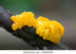 Attēlu rezultāti vaicājumam “Tremella mesenterica”