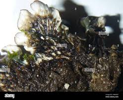 Attēlu rezultāti vaicājumam “Peltigera polydactylon”