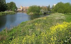 Image result for Great Baddow Cricket Club