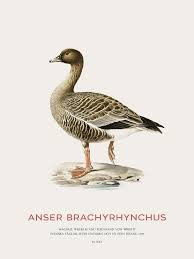 Attēlu rezultāti vaicājumam “Anser brachyrhynchus”