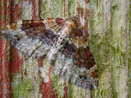 Attēlu rezultāti vaicājumam “Xanthorhoe spadicearia”