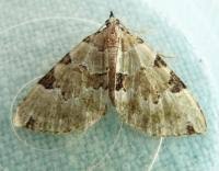 Attēlu rezultāti vaicājumam “Colostygia pectinataria”