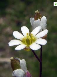 Attēlu rezultāti vaicājumam “Erophila verna flower”