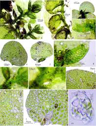 Attēlu rezultāti vaicājumam “Lejeunea cavifolia”