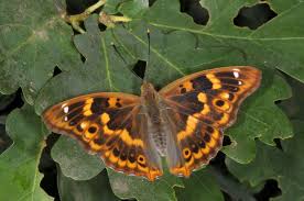 Attēlu rezultāti vaicājumam “Apatura ilia male”