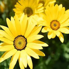 Image result for Dimorphotheca sinuata