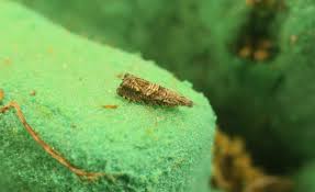 Attēlu rezultāti vaicājumam “Diderma ochraceum macro”