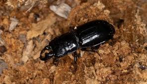 Attēlu rezultāti vaicājumam “Ceruchus chrysomelinus”