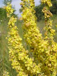Attēlu rezultāti vaicājumam “Verbascum”