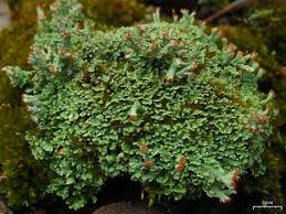 Attēlu rezultāti vaicājumam “Cladonia norvegica”