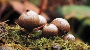 Attēlu rezultāti vaicājumam “Lycoperdon pyriforme sessile”