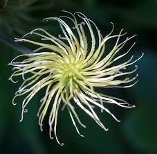 Attēlu rezultāti vaicājumam “Clematis fruit”