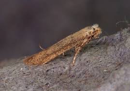 Attēlu rezultāti vaicājumam “Badhamia bethelii stalked”