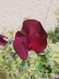 Image result for Lathyrus odoratus