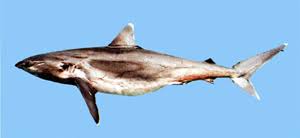 Image result for Carcharhinus albimarginatus