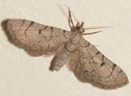 Attēlu rezultāti vaicājumam “Eupithecia venosata”