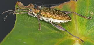 Attēlu rezultāti vaicājumam “Donacia dentata”