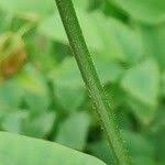 Attēlu rezultāti vaicājumam “Galega orientalis leaf”