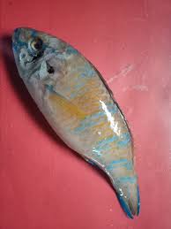 Image result for *PHUfbqhZ