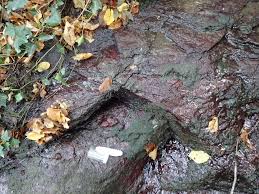 Attēlu rezultāti vaicājumam “Hildenbrandia rivularis”