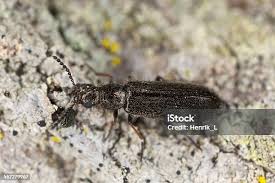 Attēlu rezultāti vaicājumam “Dasytes sp.”