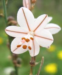 Image result for Asphodelus fistulosus