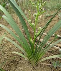 Attēlu rezultāti vaicājumam “Sparganium neglectum”