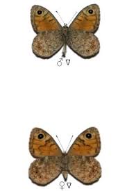 Attēlu rezultāti vaicājumam “Lasiommata megera male”