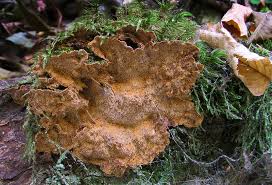 Attēlu rezultāti vaicājumam “Phellinus chrysoloma”