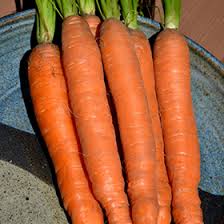 Attēlu rezultāti vaicājumam “Daucus sativus”