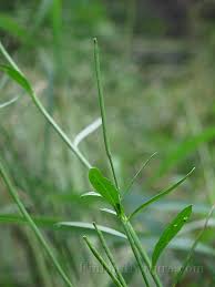 Attēlu rezultāti vaicājumam “Erysimum hieracifolium flower”