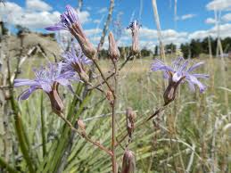 Attēlu rezultāti vaicājumam “Lactuca tatarica bud”