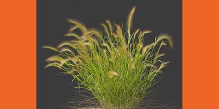 Attēlu rezultāti vaicājumam “Hordeum jubatum”