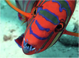 Image result for Diplodus lineatus