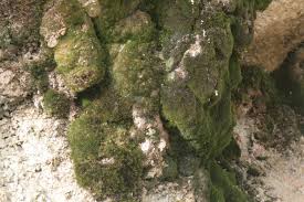 Attēlu rezultāti vaicājumam “Hymenostylium recurvirostrum”