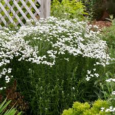 Attēlu rezultāti vaicājumam “Achillea ptarmica flower”