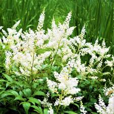 Image result for Astilbe