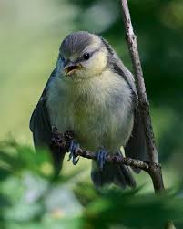Attēlu rezultāti vaicājumam “Cyanistes caeruleus juvenile”